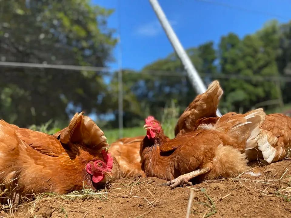 【贈答放牧卵】平飼い放牧卵-itadaki-24個/鶏たちの暮らしから届く贈り物