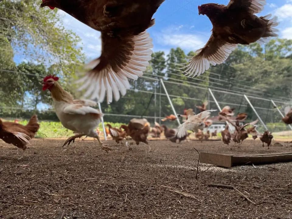 【贈答放牧卵】平飼い放牧卵-itadaki-24個/鶏たちの暮らしから届く贈り物