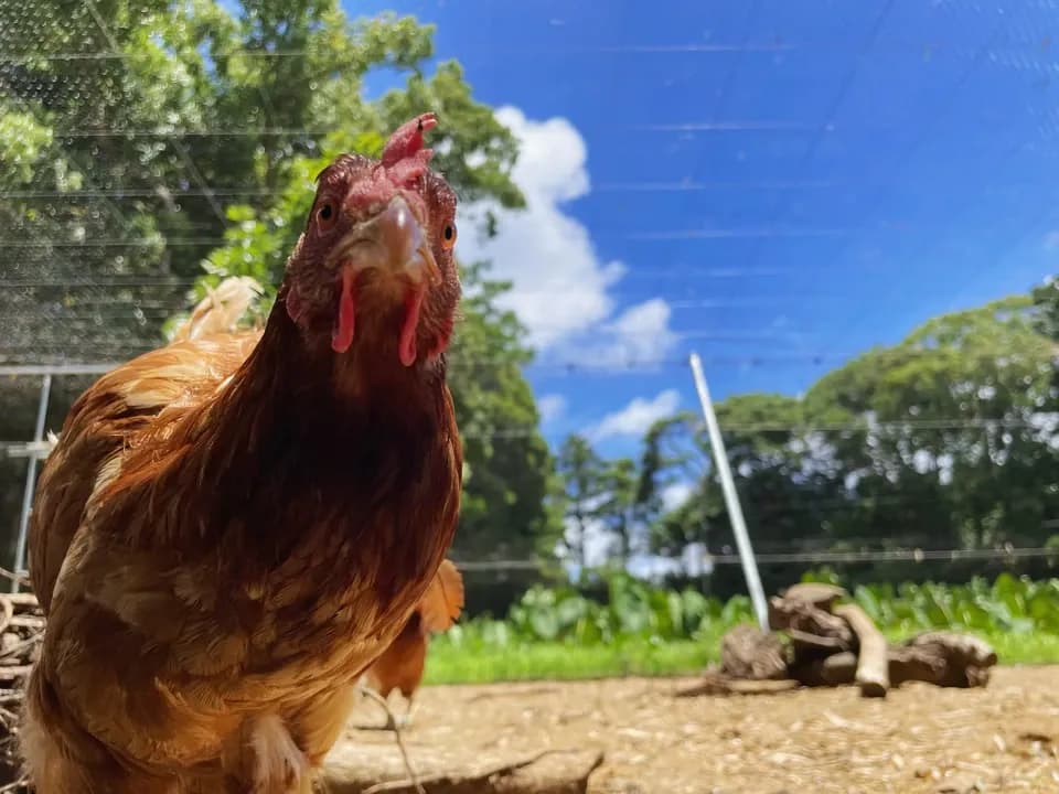 【贈答放牧卵】平飼い放牧卵-itadaki-24個/鶏たちの暮らしから届く贈り物