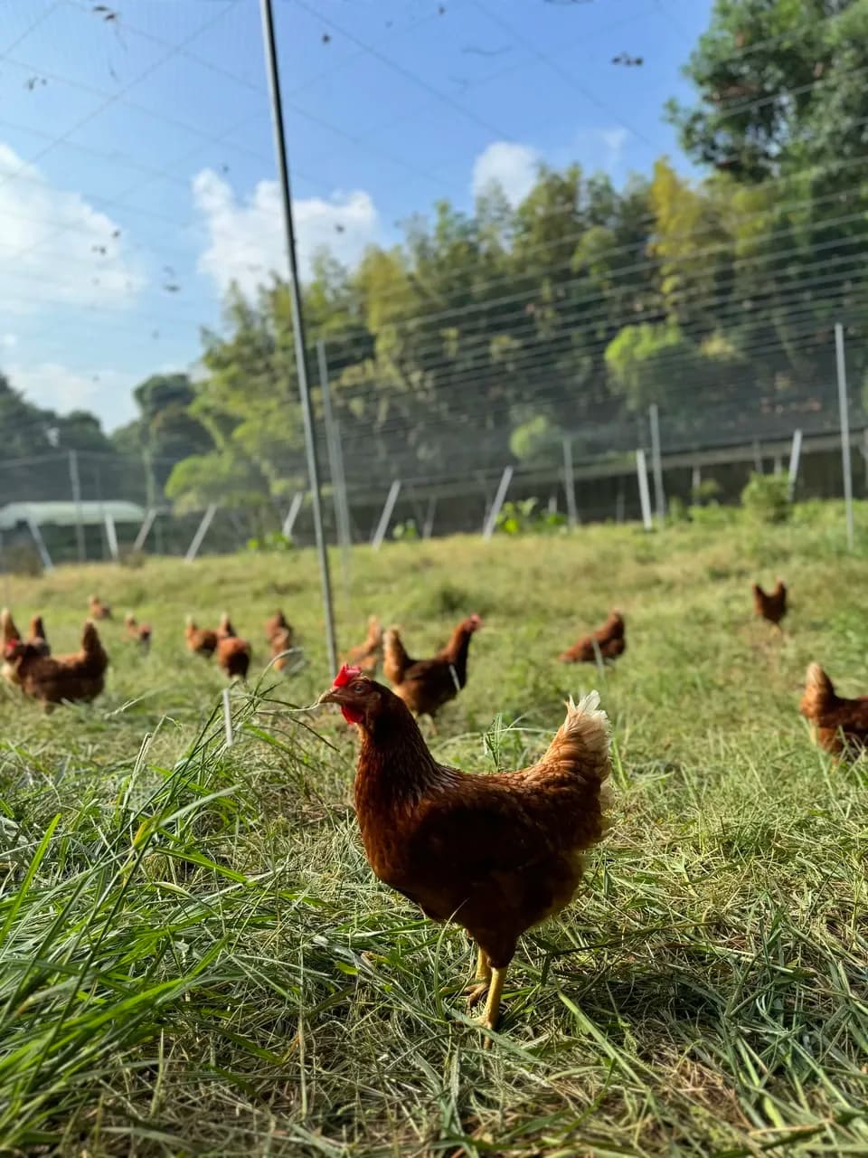 【贈答放牧卵】平飼い放牧卵-itadaki-24個/鶏たちの暮らしから届く贈り物