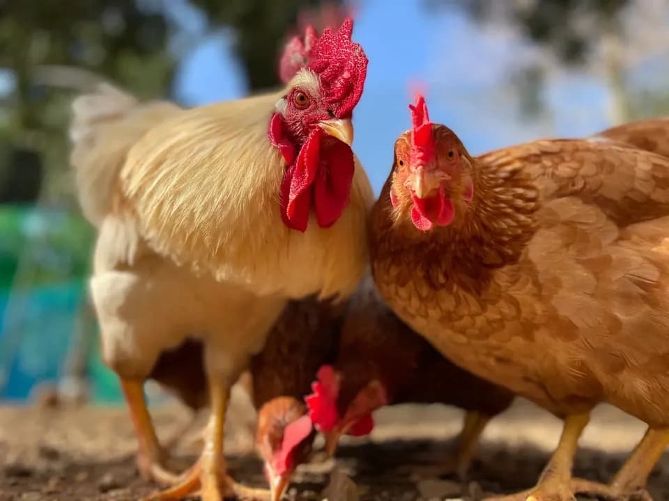 【贈答放牧卵】平飼い放牧卵-itadaki-24個/鶏たちの暮らしから届く贈り物