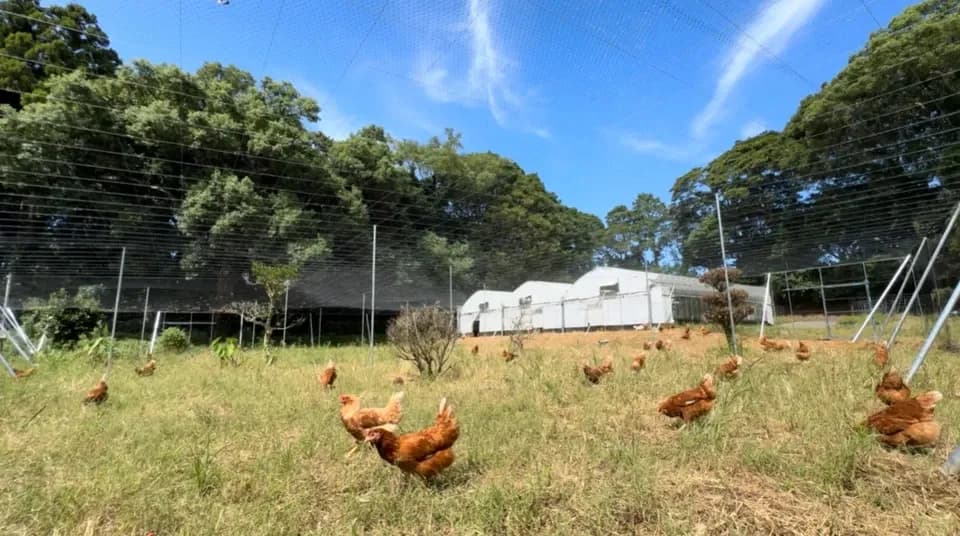 【贈答放牧卵】平飼い放牧卵-itadaki-24個/鶏たちの暮らしから届く贈り物