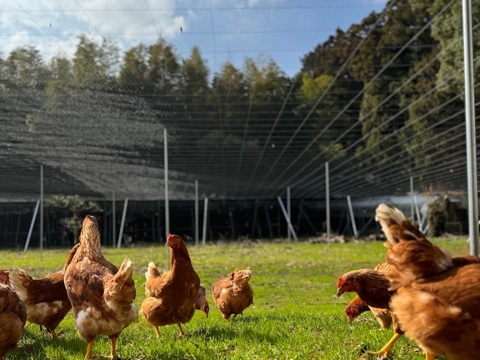 【贈答放牧卵】平飼い放牧卵-itadaki-24個/鶏たちの暮らしから届く贈り物