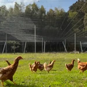 【定期便】空と大地に見守られて、産まれる卵。-itadaki-甘くてコク深い、放牧鶏「暖鷄」の卵です。放牧卵/自然放牧の口コミ・レビュー(味千代さん)