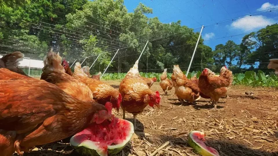 12個/鶏たちの暮らしから届く卵。平飼い放牧卵-itadaki-