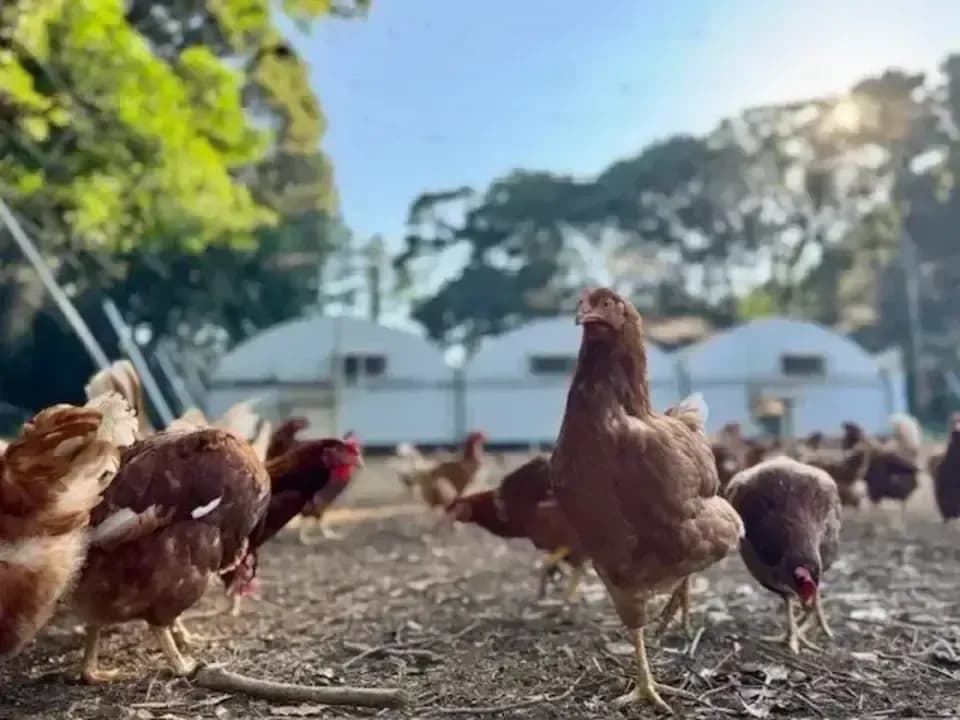 贈答放牧卵】平飼い放牧卵-itadaki-24個/鶏たちの暮らしから届く贈り物