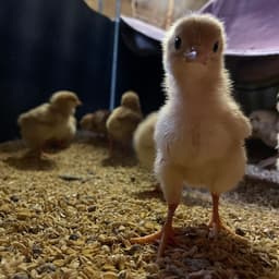 鶏の最期と自問自答