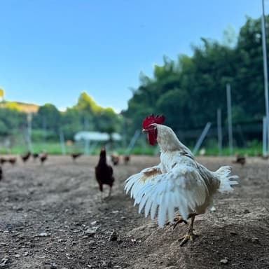 威風の羽ばたき