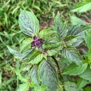 無農薬・肥料不使用の自然栽培ハーブティ＜トゥルシー＞自然乾燥の口コミ・レビュー(たまこさん)