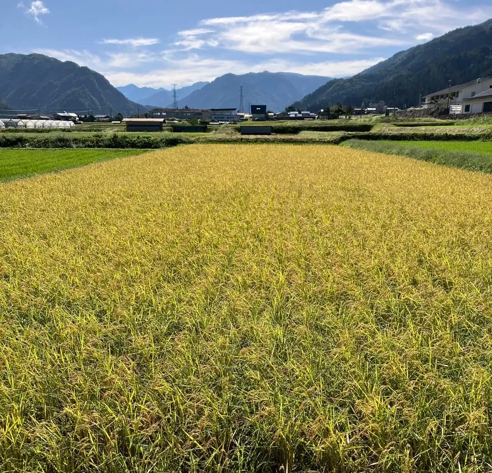 農薬・肥料不使用の自然栽培米＜奥飛騨産こしひかり＞ハザがけ天日干し