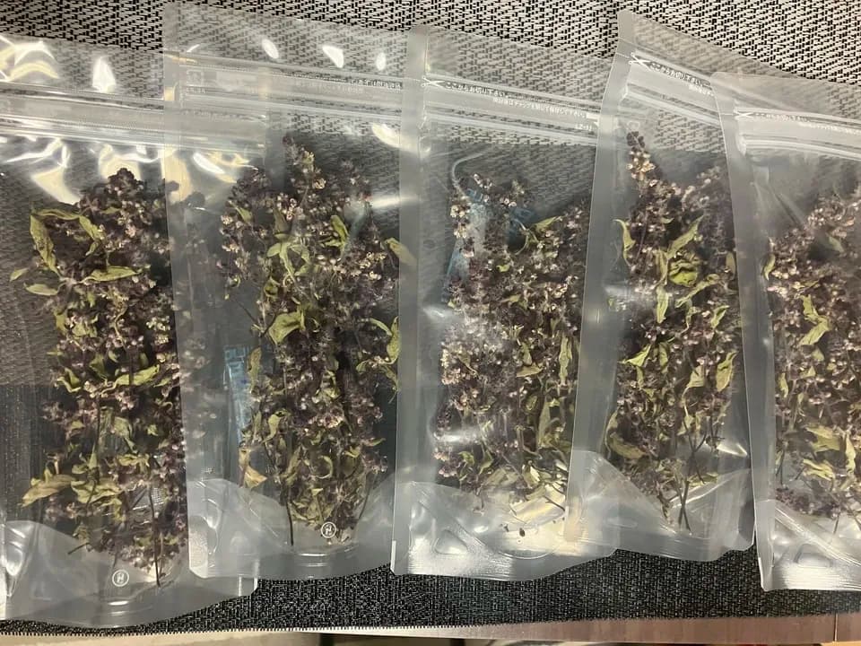 無農薬・肥料不使用の自然栽培ハーブティ＜トゥルシー＞自然乾燥