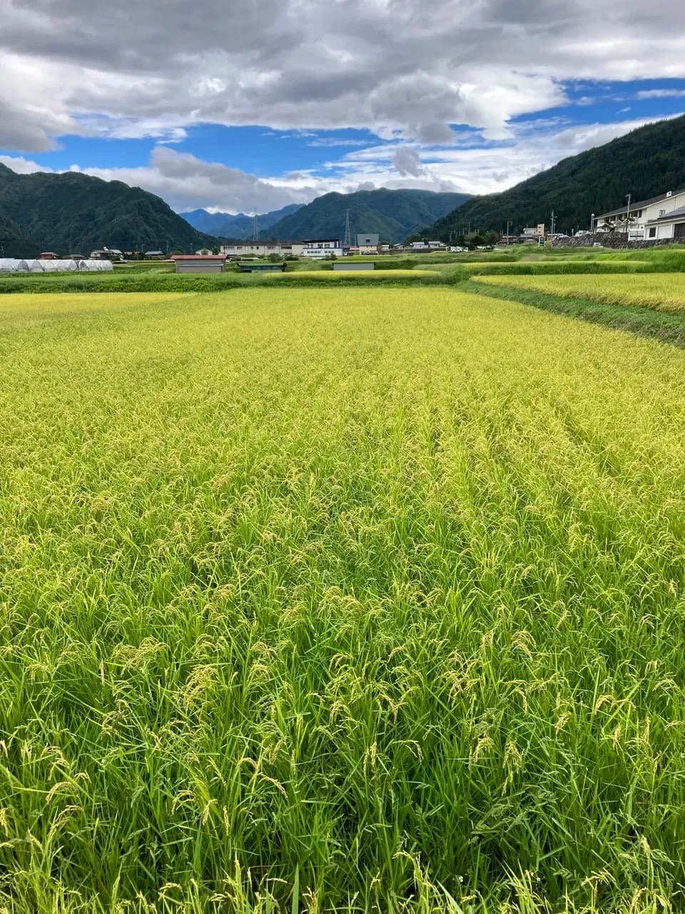 農薬・肥料不使用の自然栽培米＜奥飛騨産こしひかり＞ハザがけ天日干し