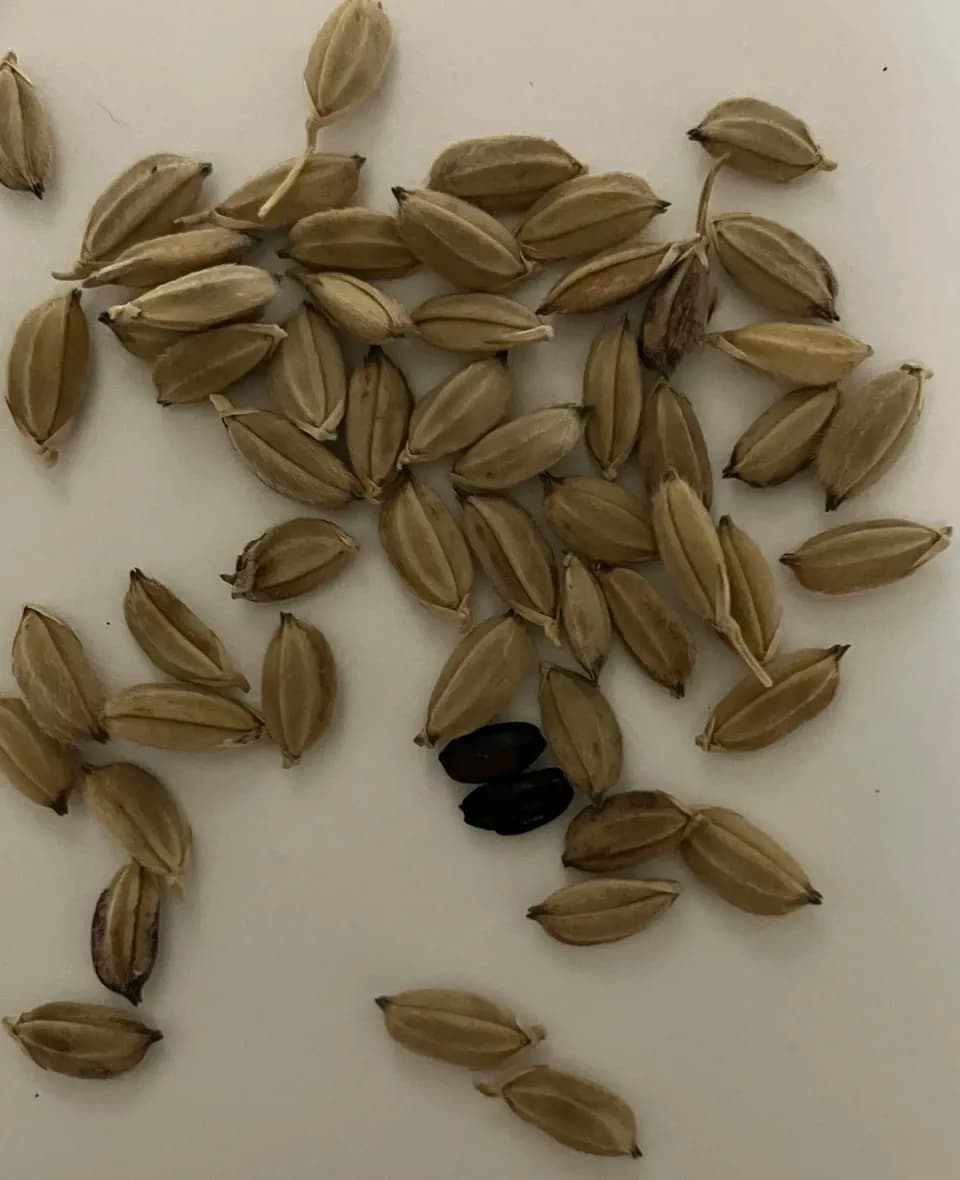 農薬・肥料不使用の自然栽培米＜紫黒米（くろ米）＞ハザがけ天日干し
