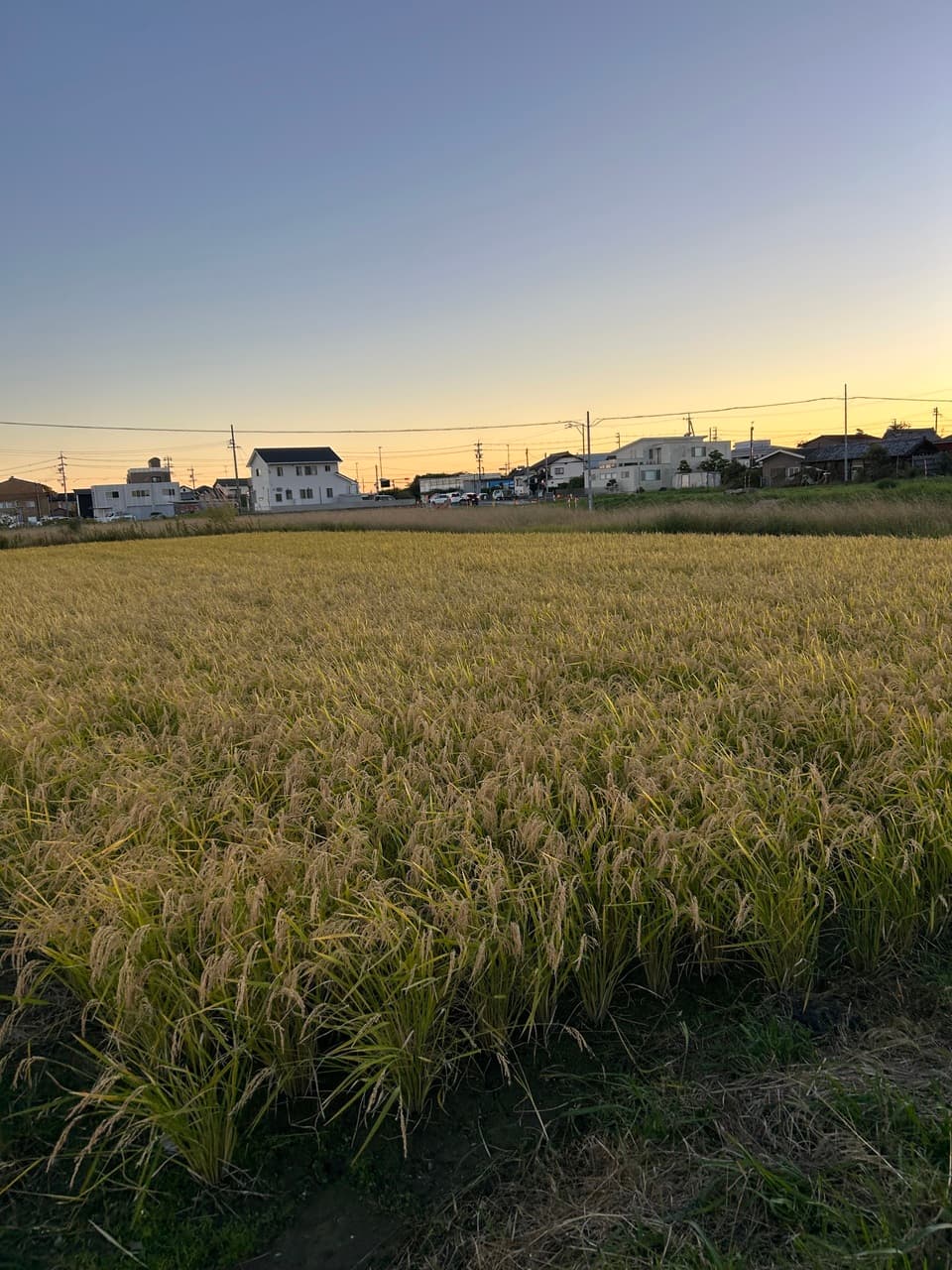 肥料・農薬不使用 ＜自然栽培朝日米＞静岡県浜松市産