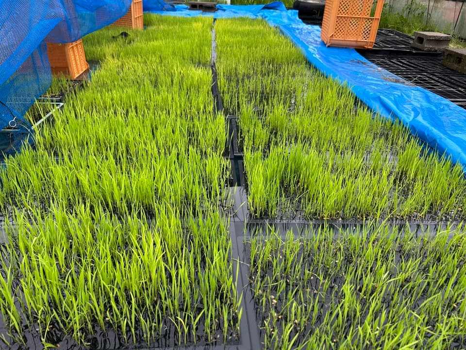 肥料・農薬不使用 ＜自然栽培朝日米＞静岡県浜松市産
