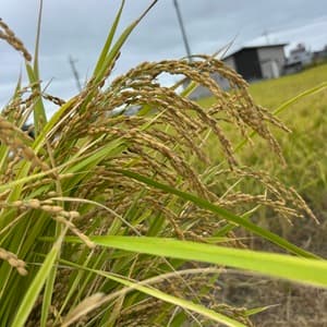 肥料・農薬不使用 ＜自然栽培朝日米＞静岡県浜松市産のレビュー
