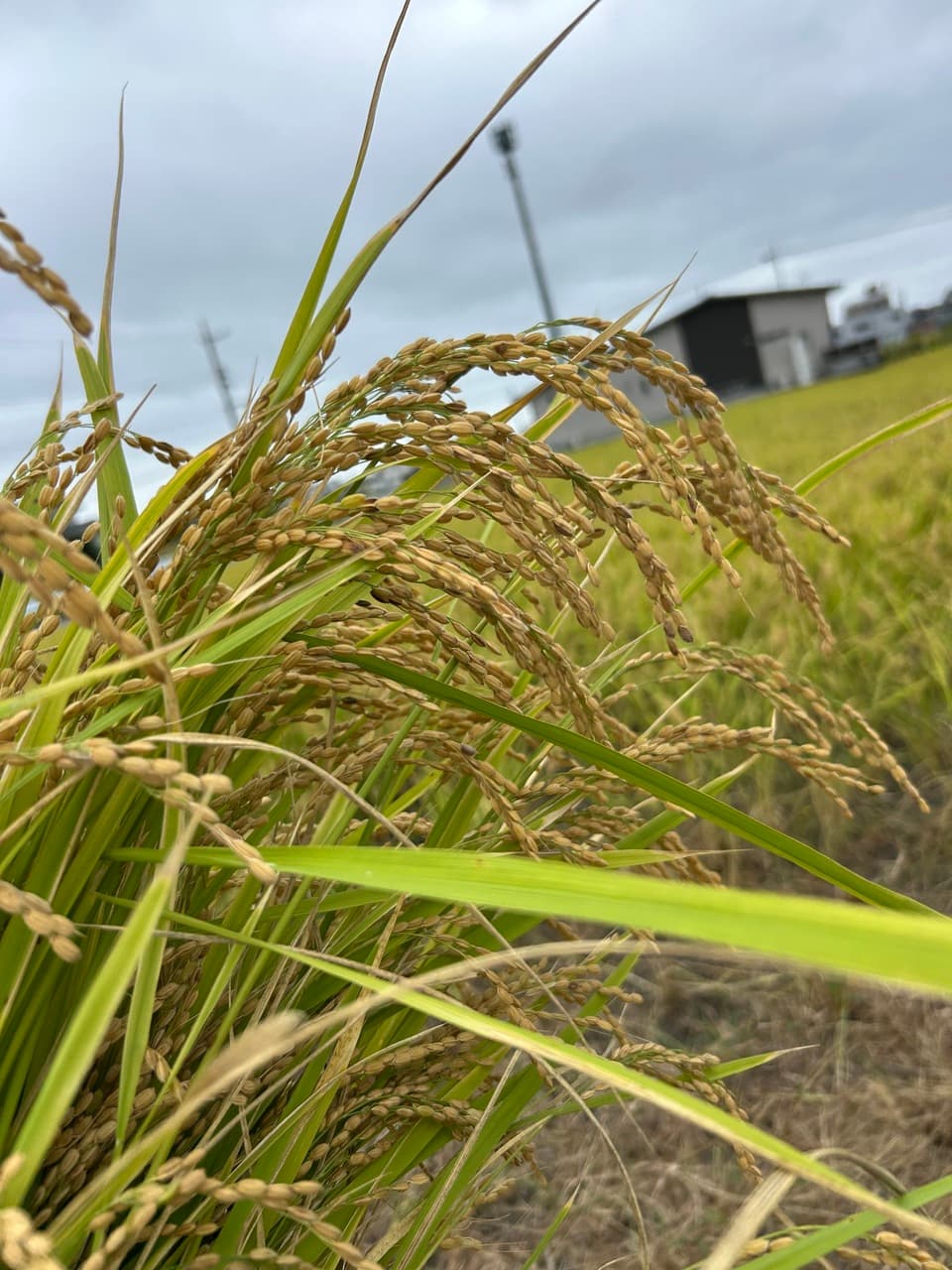 肥料・農薬不使用 ＜自然栽培朝日米＞静岡県浜松市産