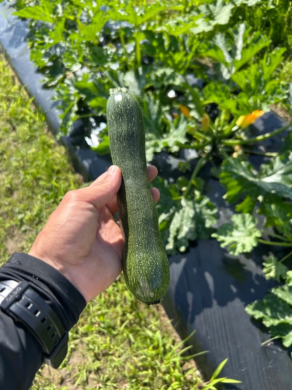静岡県浜松産・自然栽培＜旬野菜おまかせセット＞農夫の足音で育てた季節野菜