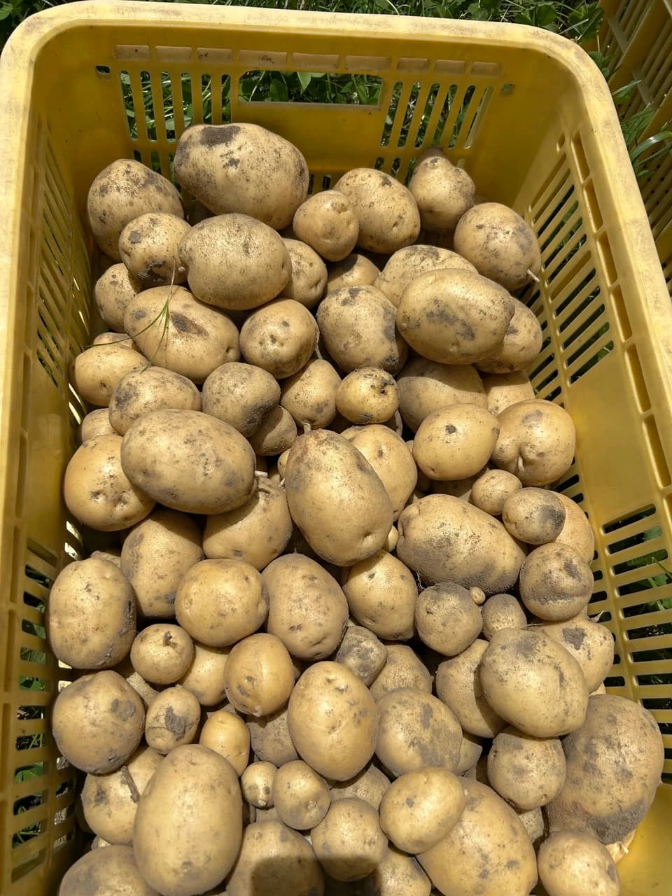 自然栽培じゃがいも3種たべくらセット