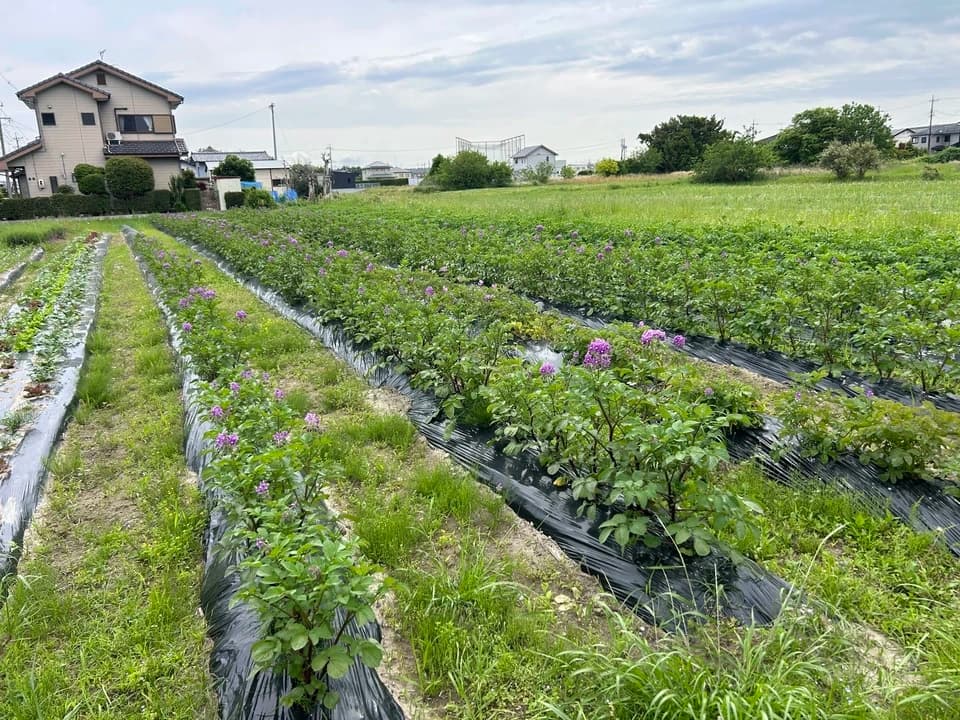 自然栽培じゃがいも3種たべくらセット