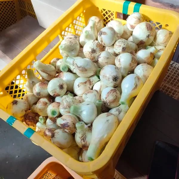 5kg