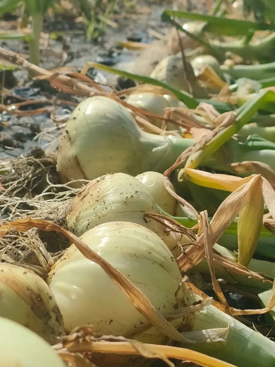 【期間限定】淡路島産＜新玉ねぎ＞農薬・化学肥料不使用