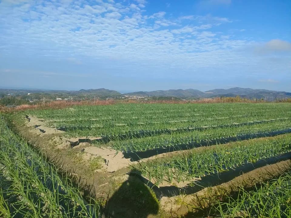 【期間限定】淡路島産＜新玉ねぎ＞農薬・化学肥料不使用