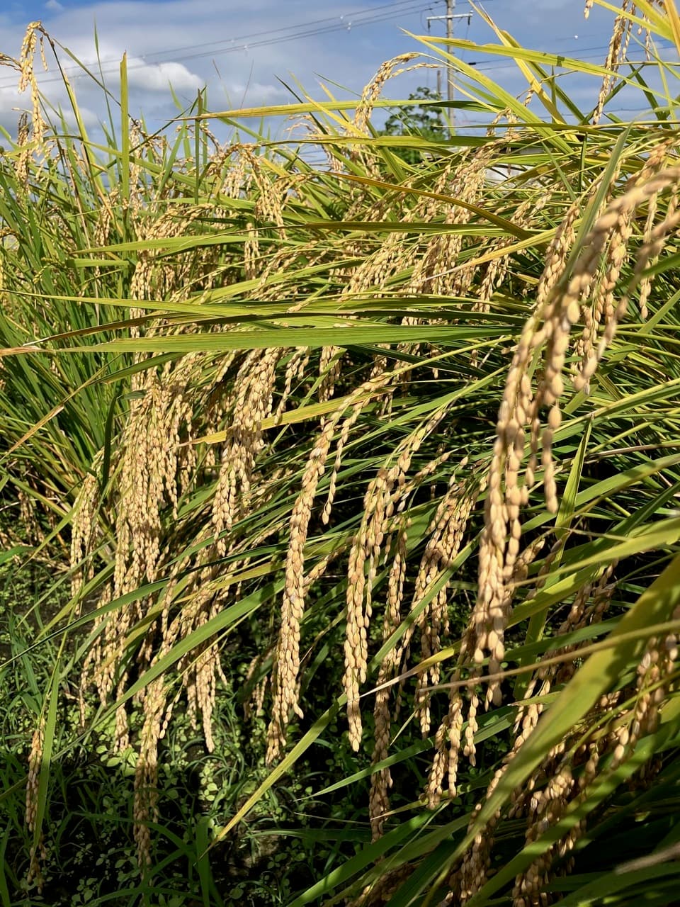 丹波篠山コシヒカリ令和7年産＜白米・玄米＞農薬・化学肥料不使用