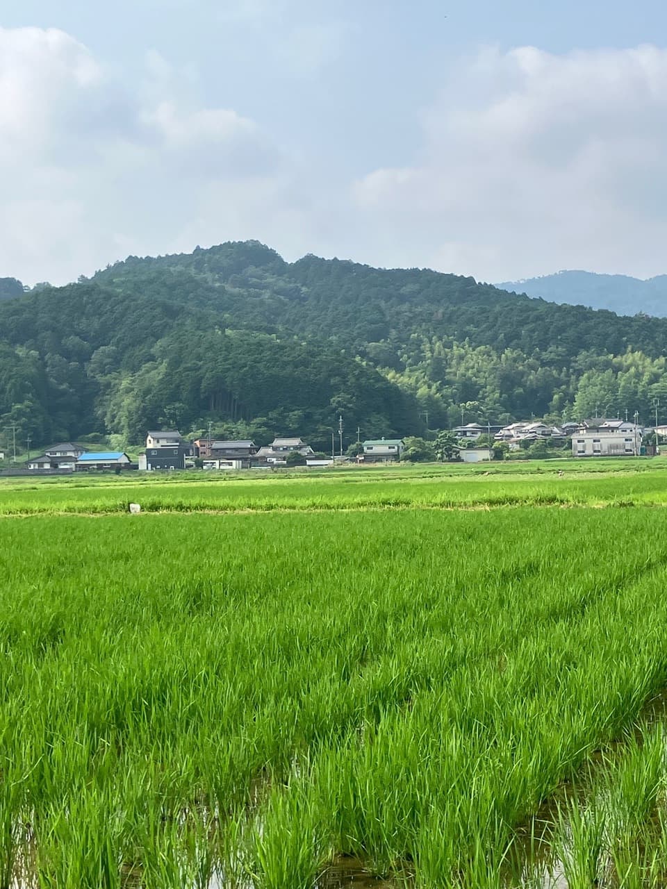 丹波篠山コシヒカリ令和7年産＜白米・玄米＞農薬・化学肥料不使用