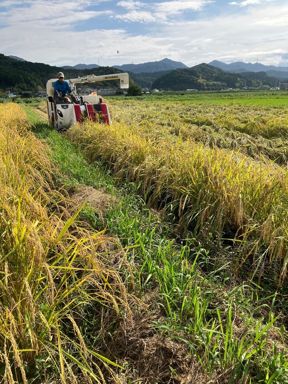 丹波篠山コシヒカリ令和7年産＜白米・玄米＞農薬・化学肥料不使用