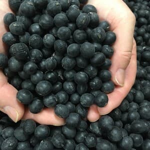 令和７年産＜丹波黒豆＞栽培期間中 農薬・化学肥料不使用