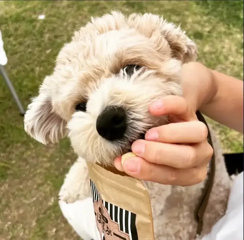 犬用おやつ～国産オーガニックポップコーン「ナチュラルぽぽぷ」