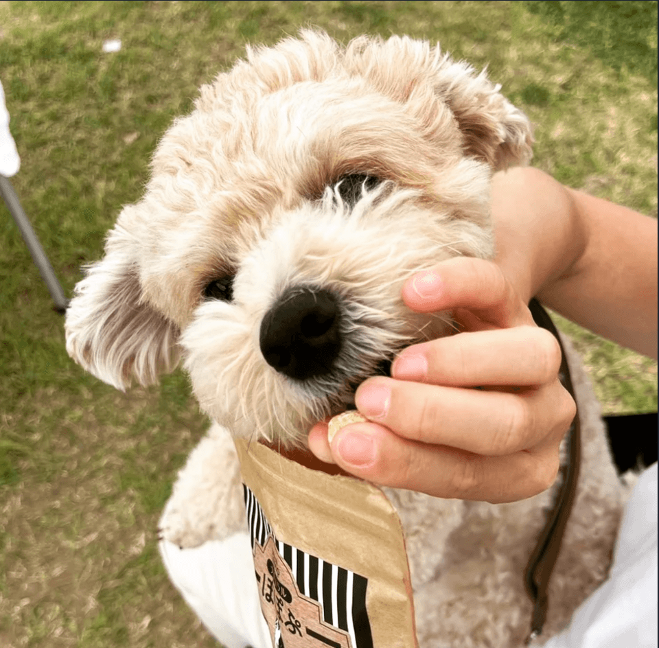 犬用おやつ～国産オーガニックポップコーン「ナチュラルぽぽぷ」３点セット