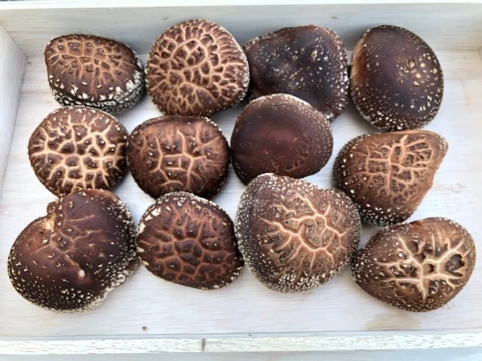 原木生椎茸