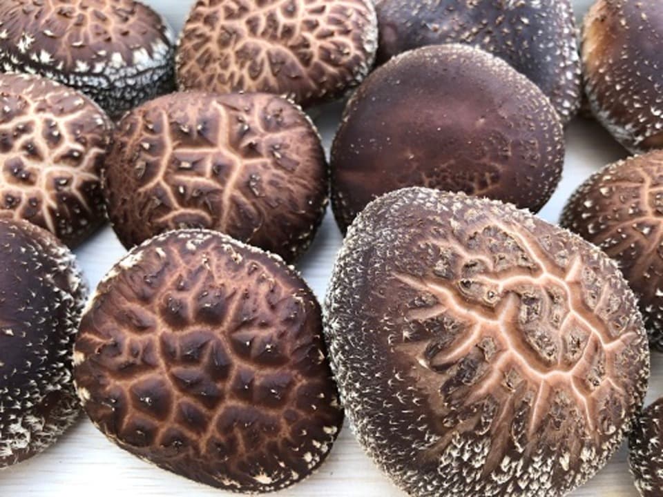 原木生椎茸