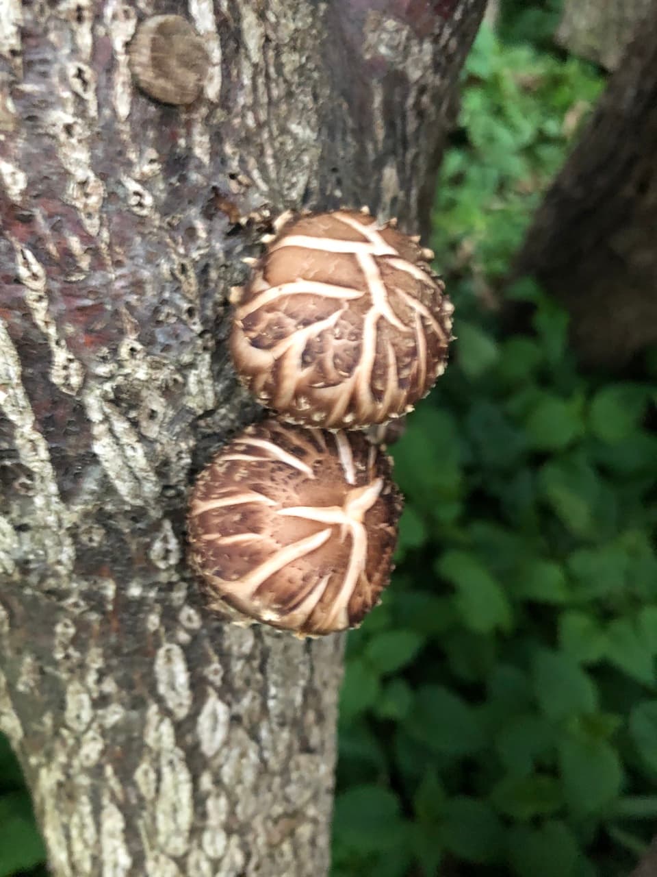 原木生椎茸