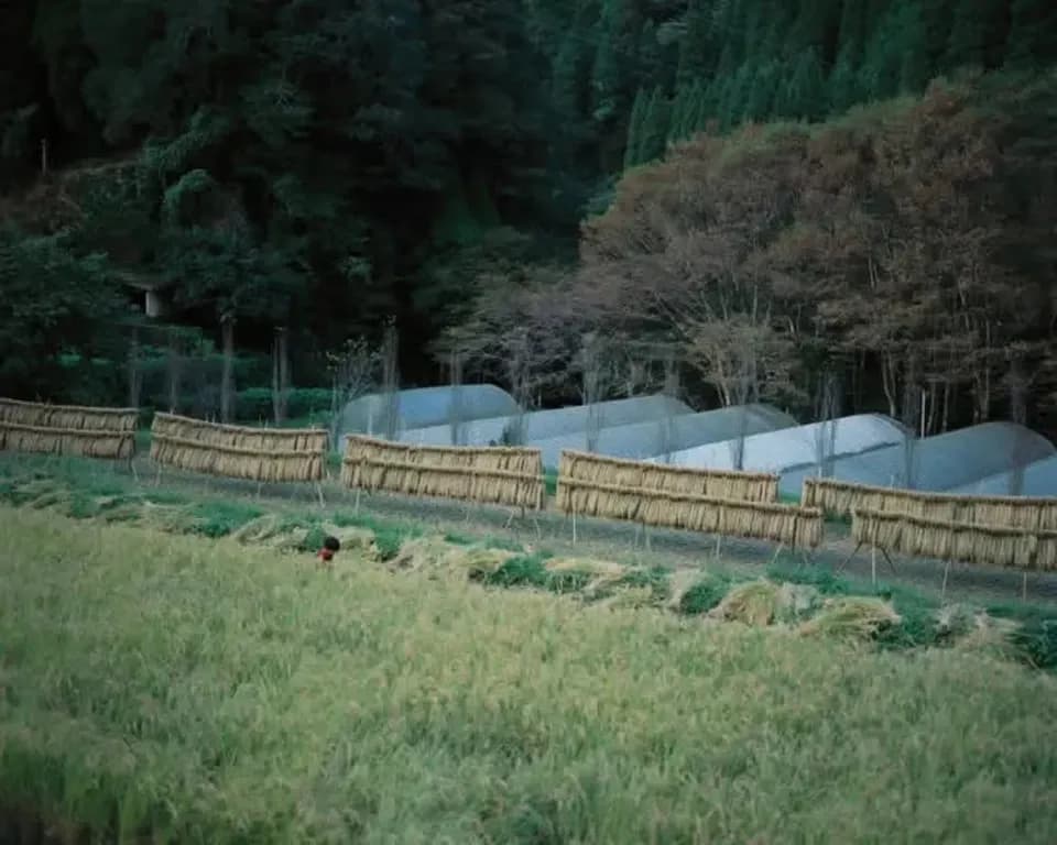 【令和8年度予約受付中】阿蘇立岩水源の湧水×天日干し自然栽培米＜熊本在来米 穂増＞農薬・化学肥料不使用