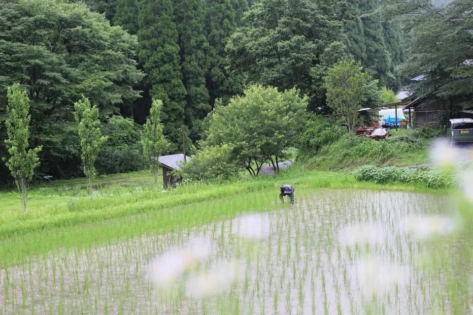 【令和8年度予約受付中】阿蘇立岩水源の湧水×天日干し自然栽培米＜熊本在来米 穂増＞農薬・化学肥料不使用