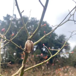 虫対策と冬の農園おやつ