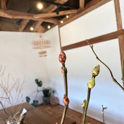 観賞用ブルーベリーと最近のお気に入りサラダ