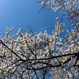 農しごと日誌　【春の花と生姜の植え付け準備】