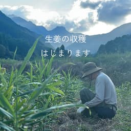 夏が終わり生姜とレモンの季節に