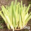 1.5kg