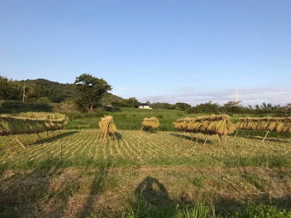 《今期最後》しろいもちのし餅【天日干し・無農薬・無肥料のお米】