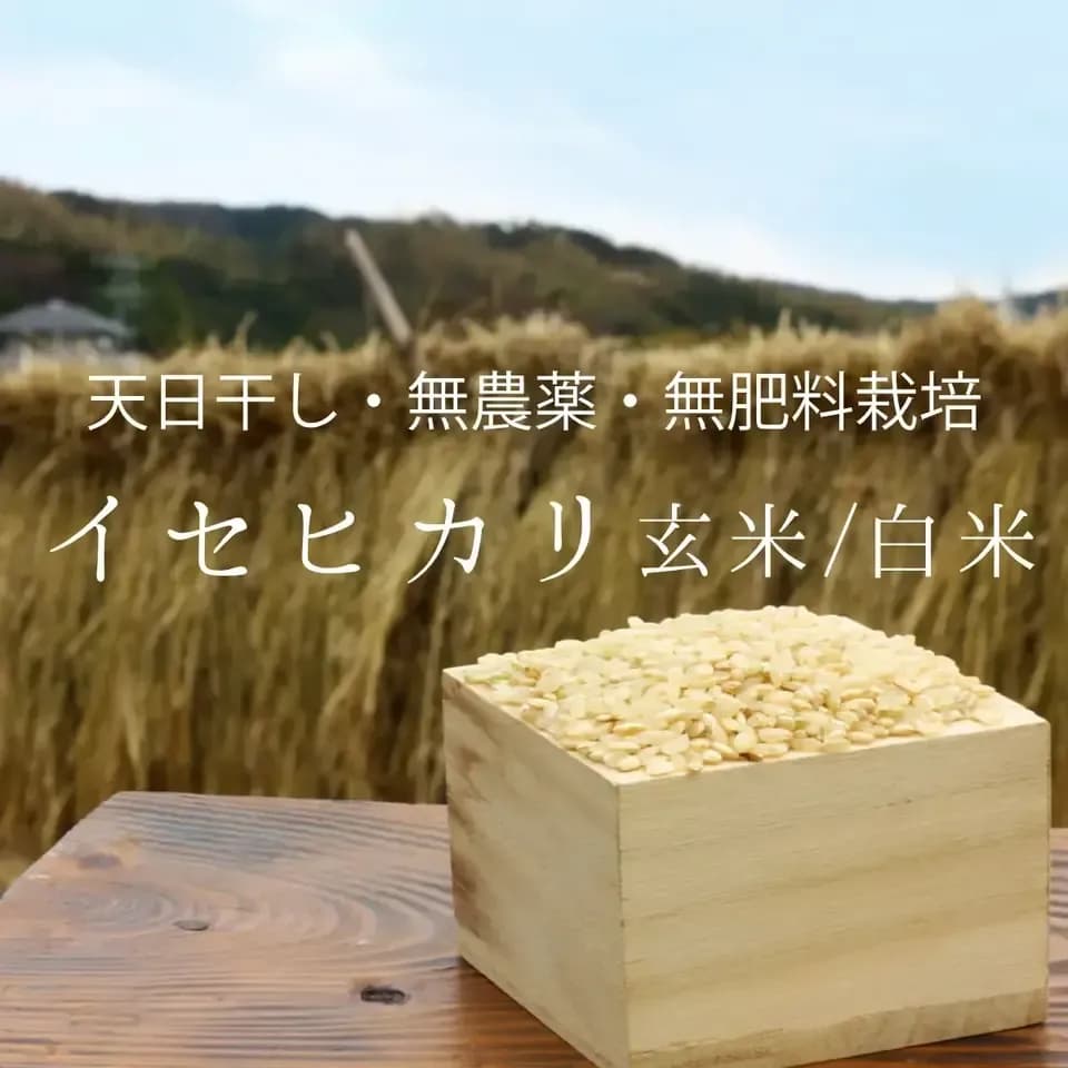 令和7年度産＜イセヒカリ＞白米/玄米【無農薬・無肥料・天日干し】