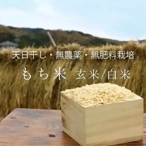令和7年度産もち米＜マンゲツモチ＞玄米/白米【無農薬・無肥料・天日干し】