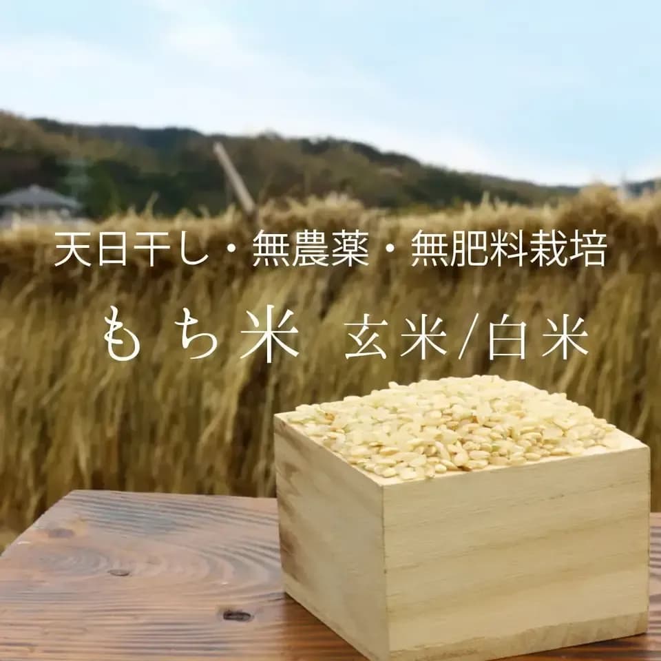 令和7年度産もち米＜マンゲツモチ＞玄米/白米【無農薬・無肥料・天日干し】