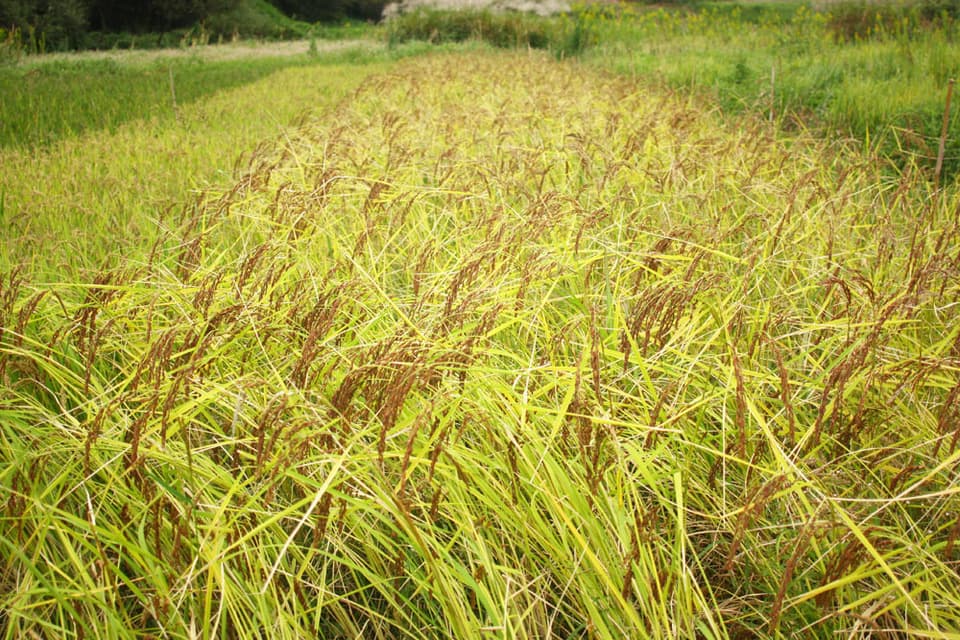香り米【無農薬・無肥料・天日干し】