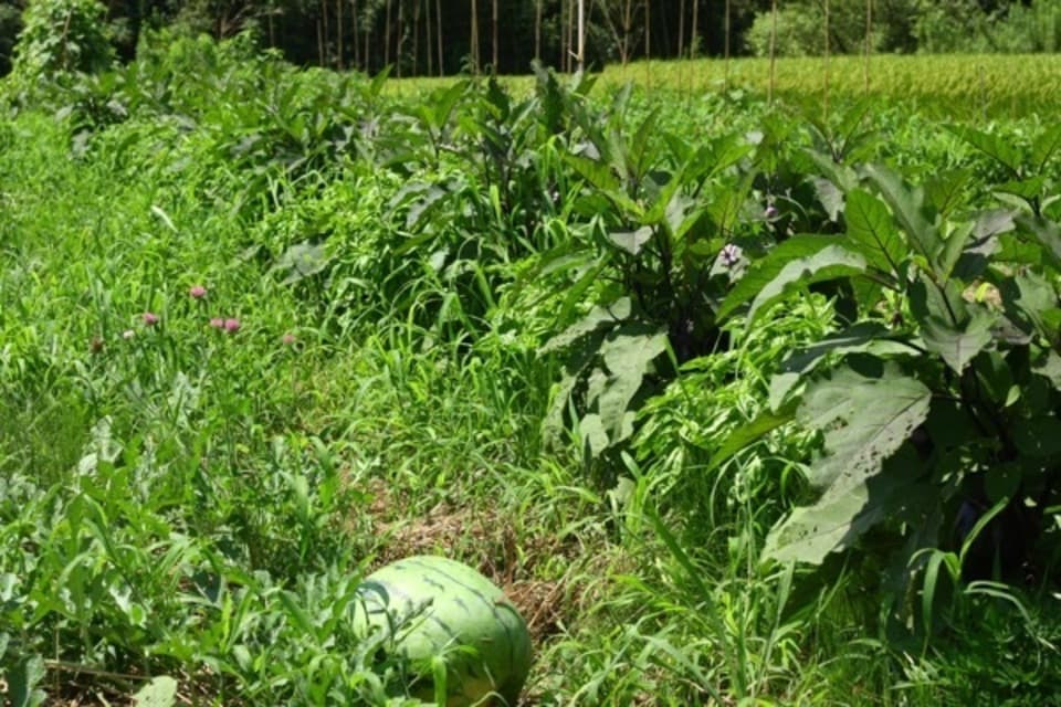《定期便》生命力あふれる旬野菜セット【無農薬・無肥料】