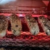 サムネイル 2